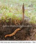 cordyceps sinensis